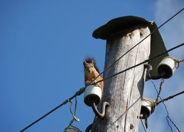 ThinkstockPhotos-squirrel