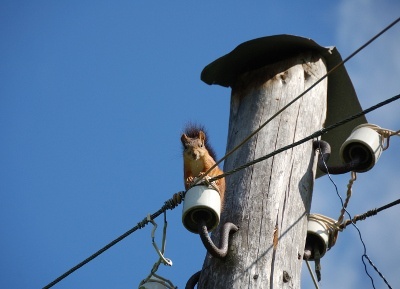 damage fiber networks