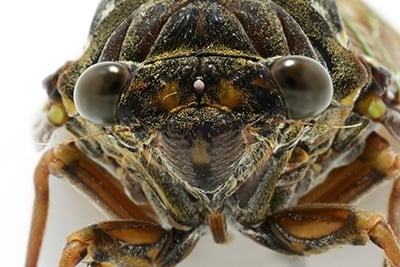 insect danger for fiber networks