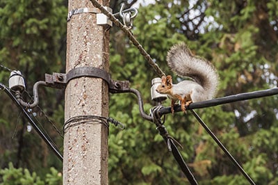 squirrel danger for fiber networks