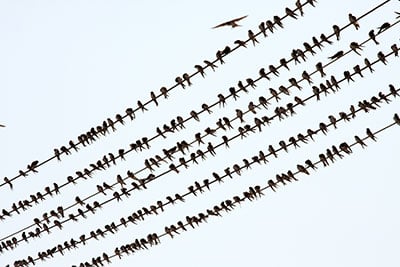 bird danger for fiber networks